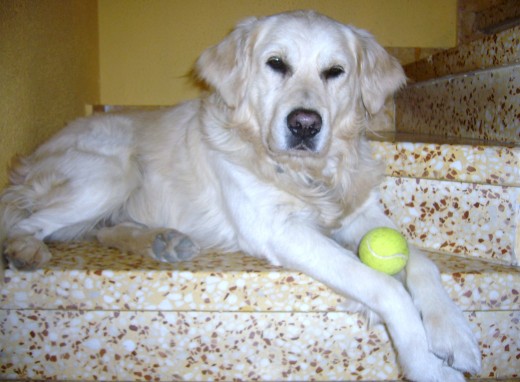 Este es Noah, mi gran amigo.Lo queremos mucho y el es super cariñoso, le encanta las pelotas de tenis.ha sido un gran padre y es mi vida. Amigos de sus amigos, y con ganas de hacer mas amigos perrunos, siempre dispuesto y como no si sale una perruna guapa para el , pues no diria que no jejeje Este es Noah, mi gran amigo.Lo queremos mucho y el es super cariñoso, le encanta las pelotas de tenis.ha sido un gran padre y es mi vida. Amigos de sus amigos, y con ganas de hacer mas amigos perrunos, siempre dispuesto y como no si sale una perruna guapa para el , pues no diria que no jejeje